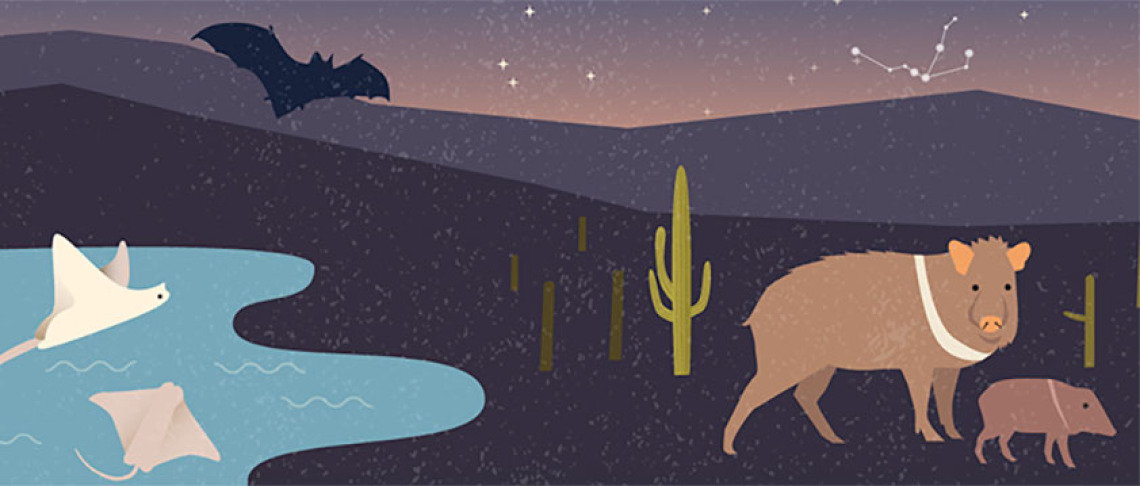 Night Sonoran Desert scene